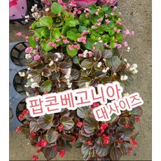 팝콘베고니아 대품, 1개