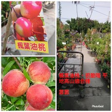 油桃嫁接苗 適合高山平地種植 1-2年生, 1個