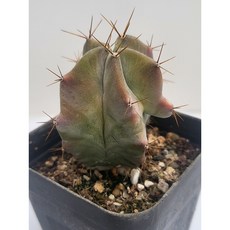 [가람다육] 태랑각 선인장, 1개, 태랑각372