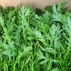 당일수확 향긋한 쑥갓 1kg 농장직송