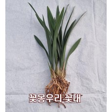 산천보세 촉수5촉 / 꽃대2대 동양난 취미난 동양란전문 그린난농원, 1개