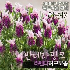 [허브여울모종] 반데라 핑크 (라벤다 노지월동) 좋은흙만사용 서울육묘생산 정품허브모종, 2개