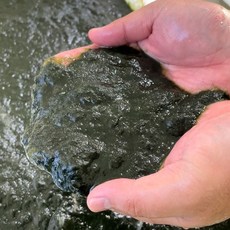 제철 완도 찰매생이 냉동 매생이 400g x 1봉지