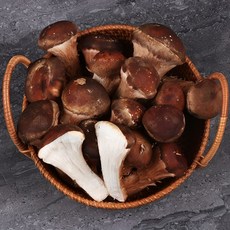 (무농약) 노씨고집 국내산 전남 나주 참송이버섯, 1개, 가정용 500g