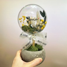 가더GADE 4AI 스칸디아모스 화분 선물 실내공기정화식물 천연이끼 드라이플라워 프리저브드 말린꽃 생화 집들이 승진 개업 축하 감사 꽃, 4AI) No.1