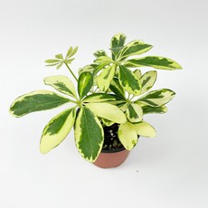 글라스가든 무늬 홍콩야자 소품 관엽 수경재배 수중 실내공기정화 키우기 쉬운 식물 키우기, 1개