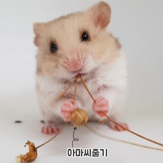 햄스터 간식 먹이 아마씨줄기 테스트용(약 20알), 테스트용(약20알), 1개, 2g