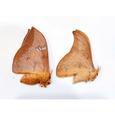 蝴蝶標本A1 小型天蠶蛾成對 未展翅昆蟲乾燥標本 自然科學教育收藏