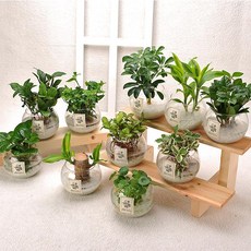 가꾸지오 수경식물 물방울글라스 16종 DIY SET, 물방울글라스-테이블야자, 1개