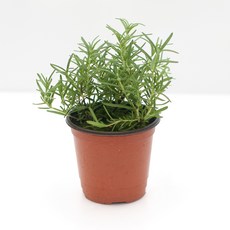 네오플라워 공기정화식물 꽃화분 허브, A40.로즈마리, 1개