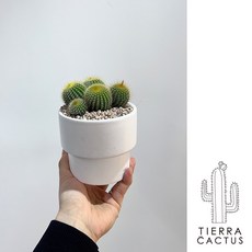 올망졸망 금빛 군생 선인장 금황환S - 화분 3type, 화이트 세라믹(받침포함), 1개