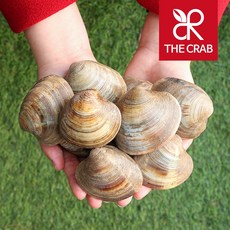 백합조개 백생합 백상합 5kg, 1개, 백합 5kg