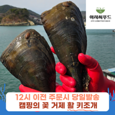 거제 다이버채취 키조개 23cm내외 특대사이즈 활키조개 산지직송 관자구이용, 1개, 키조개 하프셀