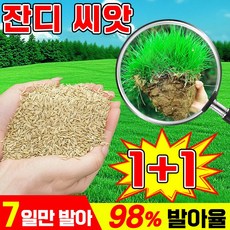 [초특가] 7일 발아 잔디 씨앗 사계절 잔디 씨앗 고급 잔디씨앗 가을 파종 최적기, 2개, 500g