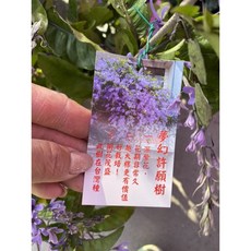 霏霏園藝 許願藤掛花 6寸盆 高度50-70公分