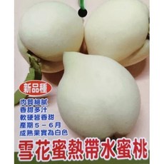 霏霏園藝 白雪蜜 熱帶水蜜桃 4吋盆栽, 1個