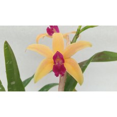 [신라난농원]카틀레야원종.렐리아 루페스트리스(크리스파타).실생종.주황의 진핑크색립프.좋은향.고급.귀한품종.인기.재입고.필독뒷사진참고, 1개