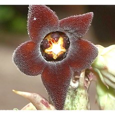 팅커벨 꽃이예쁘고 독특한 꽃향기 흑룡각대품, 1개