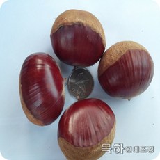 목하원예조경 포르단 묘목 접목1년묘 대과종 밤나무 자가수정 정원과일나무 노지월동 유실수, 1개, 단일