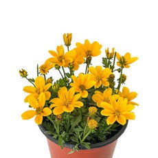 [모종가게}비덴스 바이덴스, 1개, 비덴스