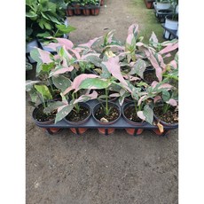 박씨농원 레드스팟싱고니움