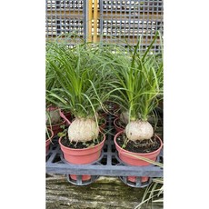 霏霏園藝 酒瓶蘭盆栽 居家綠植 輕鬆養護 美化空間, 1個