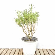 로즈마리 중형 나무 화분 실내 공기정화 허브 식물 가지치기, 1개