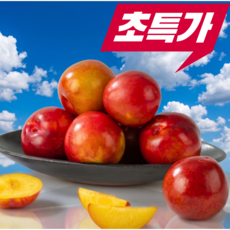 [타임특가] 초특가할인 고당도햇자두 산지직송 제철과일, 1박스, 250g/초특가