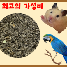 [당일배송] 가성비 세척하고 볶은 해바라기씨 앵무새 햄스터 간식, 1개, 100g