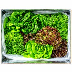 [팜플로우] 유럽상추 유럽샐러드 쌈채소 4~5종구성 유럽샐러드채소 모듬쌈 로메인 버터헤드 유럽채소, 1kg, 1박스