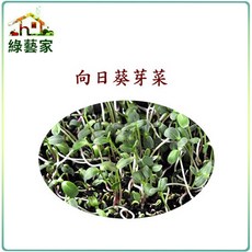 綠藝家 向日葵芽菜種子 20克