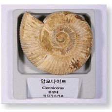 암모나이트 화석