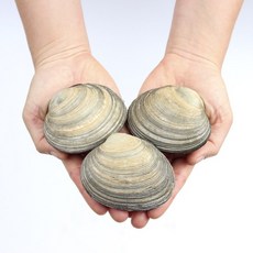 [숨비해물] 대합 1kg 내외, 없음