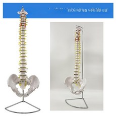 45cm 인체 골격 모형 골반 대퇴골 미골 경추 교육용 모델 I_80CM 척추 골반 척추 사진 포함, 1개