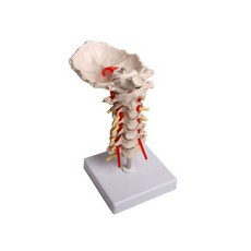 CPR마네킹 진산 골격모형 경추 CPR심폐소생술 응급처치교육 응급처치실습 인체모형, 1개