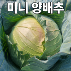 [초특가할인] 양배추 국내산 제주도 미니 양배추 작은 양배추, 1박스, 10kg