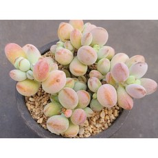 방울복랑 다육식물 홈가드닝. 로뎀다육, 1개, 계절에따라변화