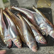 [한정특가] 자연산 동해안 급냉 제철 도루묵 햇도루묵, 1개, 급냉 알도루묵 500g