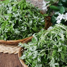 여수 거문도 해풍 쑥 500g 1kg 봄나물 제철나물, 1박스