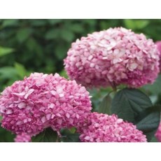 핑크아나벨수국 7치 (쿠팡1위트리팜)(여기보다저렴한곳있음연락주세요), 1개, 핑크