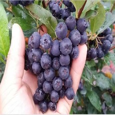 아로니아생과 10 kg 햇아로니아, 1박스, 1개