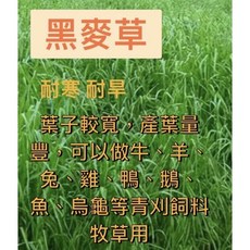 種子王國 黑麥草種子 四倍體特殊品種 耐寒耐旱 適合冬季播種, 詳見包裝, 詳見包裝, 詳見包裝