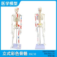 해부학 인체 해골 골격 모형 전신 관절 두개골 인대, 1세트, E.85cm 근육(기시점삽입점)