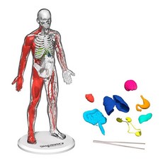 Discovery 3D 인체 해부학 생물학 모델 키트 28피스 야광 인체 모델 해골 인터랙티브 학습 및 교육 장난감 만 8세 이상, Discovery 3D 인체 해부학 생물학 모델 키트,