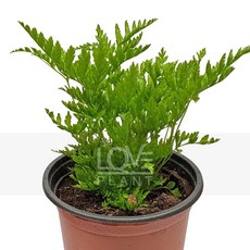 꽃사랑식물나라 스트라미나고사리 양치식물 보스턴고사리 엑셀타타 네프롤레피스 행잉 인테리어, 1개