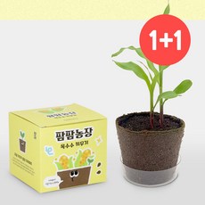 식물재배 키트 미니 텃밭 홈가드닝 자연 관찰 체험 학습 옥수수 새싹, 상세페이지 참조