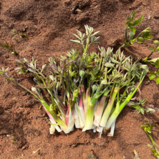 제철 두릅 눈꽃두릅 땅두릅 참두릅 산나물 봄나물 신선채소 산지직송 1kg, 눈꽃 땅두릅 1kg