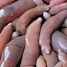 참개불 국내산 철든장터 제철 산지직송, 소 10미