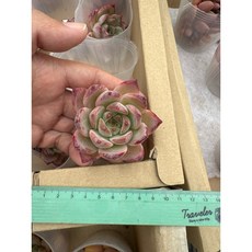 嚴選2025年進口景天多肉植物日曆，03MC多肉園藝出品，多款選項可挑選，每日都有好心情, 1個, 紅啦糖