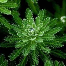 수아쿠아 물채송화 3촉 (물수세미) 부상수초 키우기 쉬운 수초 수반, 1개